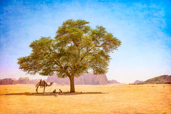 Dromedaris in Wadi Rum